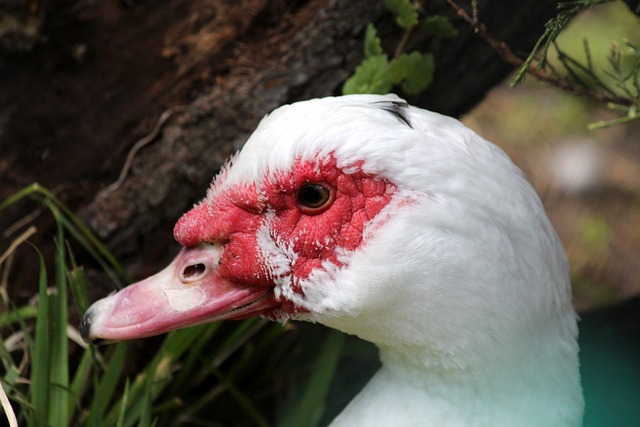 為B計劃 為B計劃